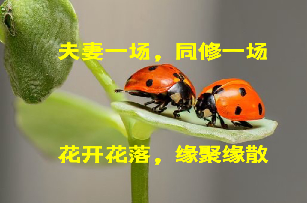 夫妻一場,同修一場,花開花落,緣聚緣散