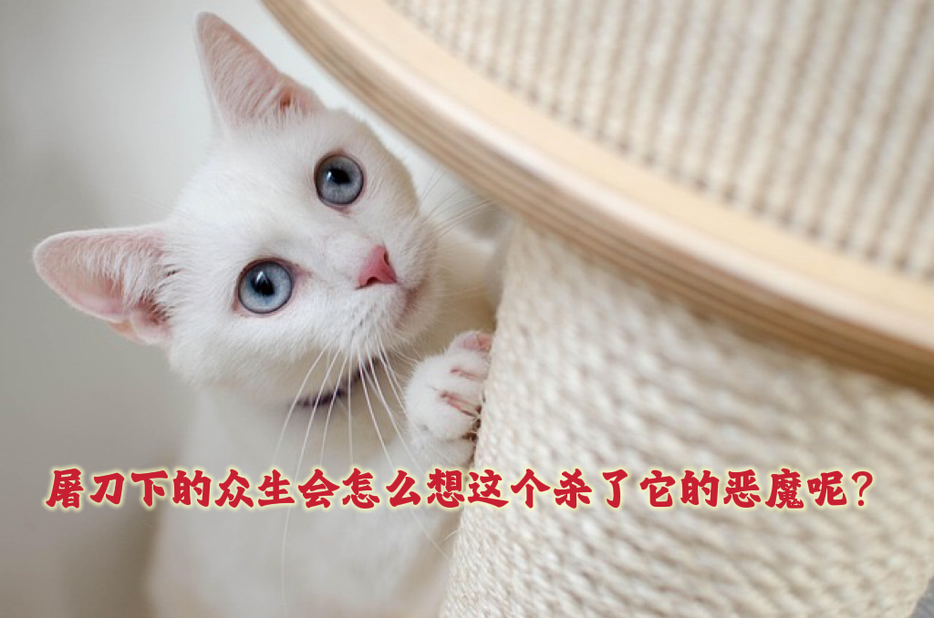 屠刀下的众生会怎么想这个杀害了它的恶魔呢？