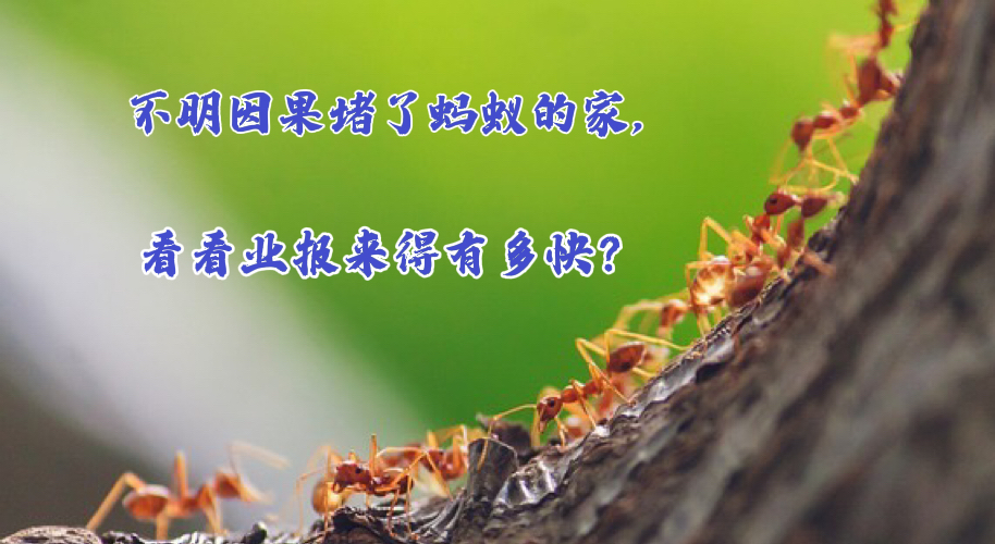 不明信因果堵了蚂蚁的家，看看业报来得有多快？