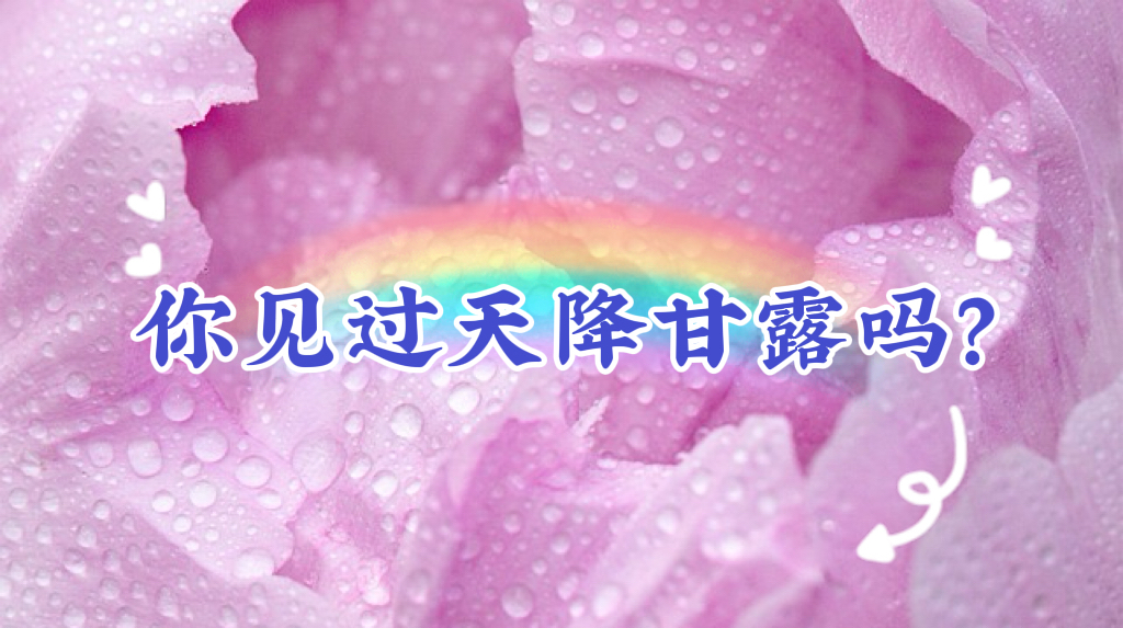 你见过天降甘露吗？