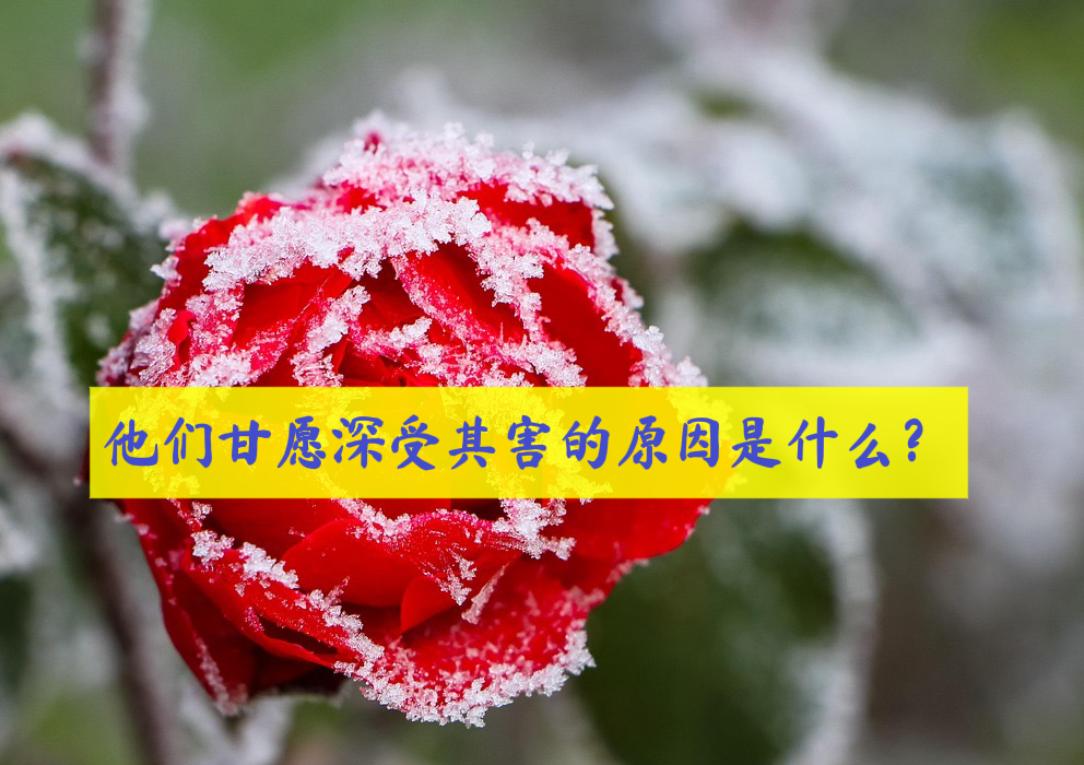 他们甘愿深受其害的原因是什么？