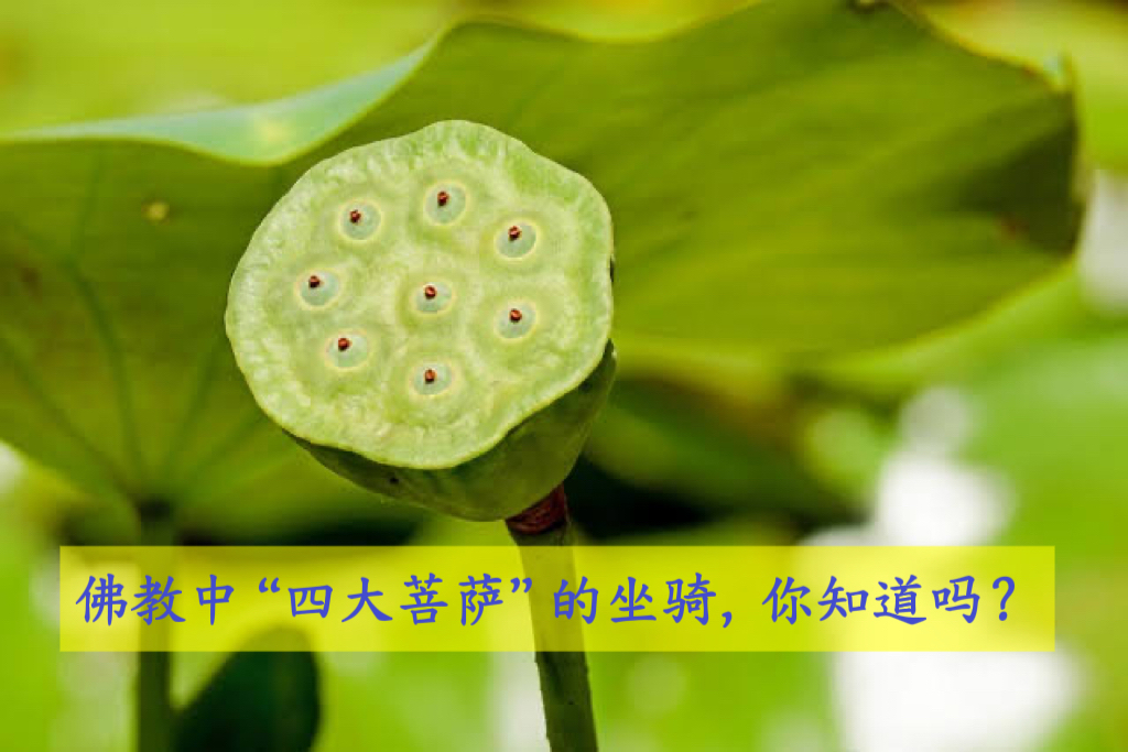 佛教中“四大菩萨”的坐骑，你知道吗？