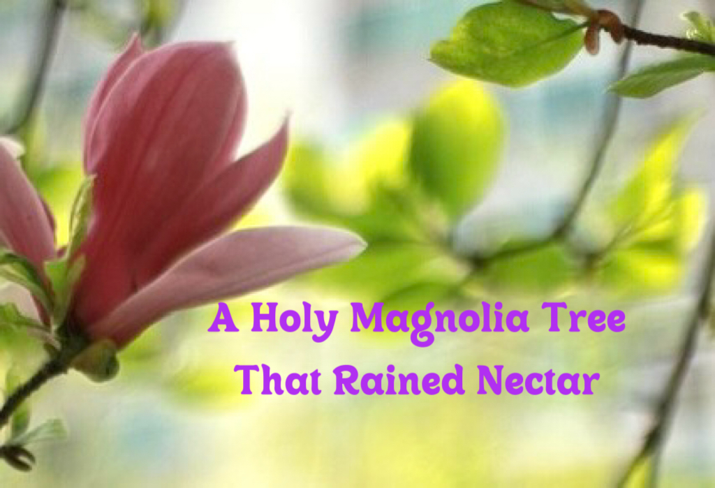 A Holy Magnolia Tree That Rained Nectar