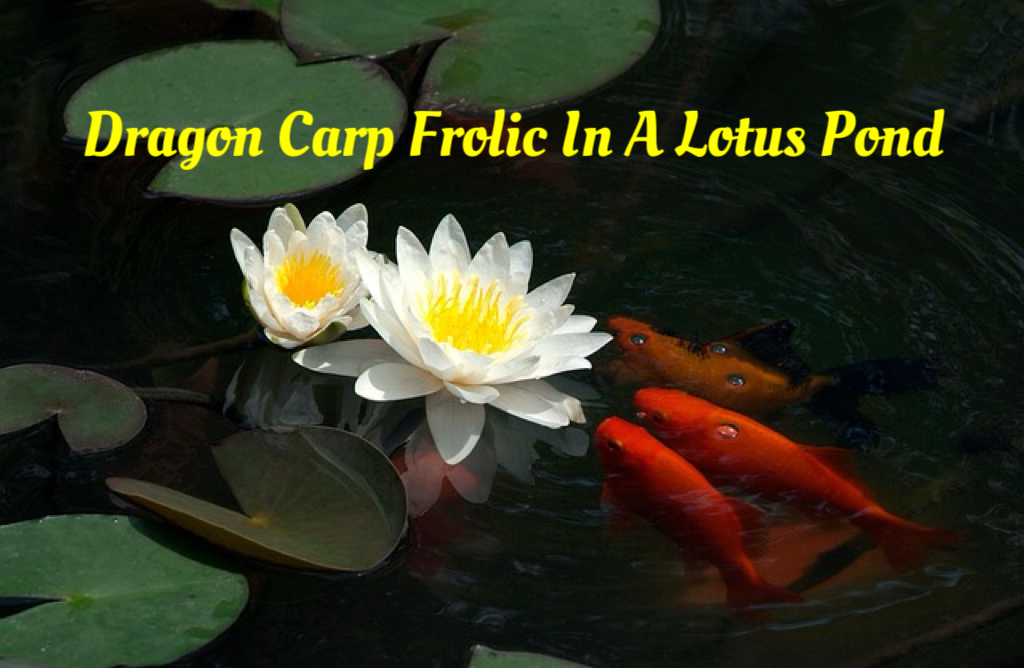 Dragon Carp Frolic In A Lotus Pond
