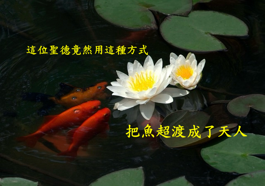 這位聖德竟然用這種方式把魚超渡成了天人