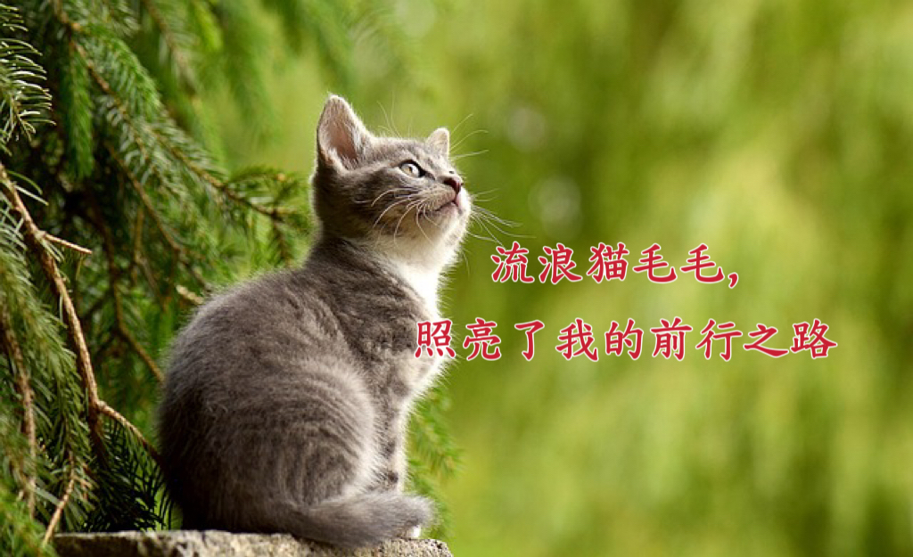 流浪猫毛毛,照亮了我的前行之路