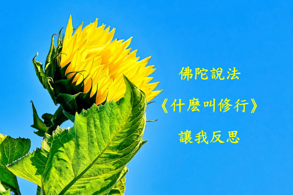 佛陀說法《什麼叫修行》讓我反思