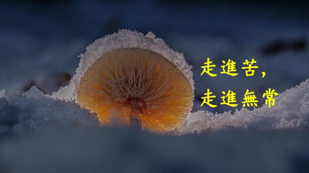 走進苦，走進無常